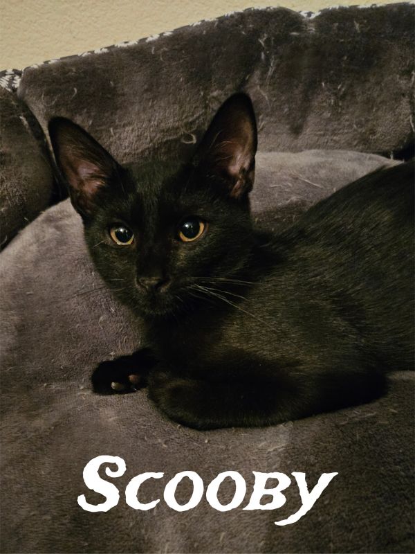 Scooby