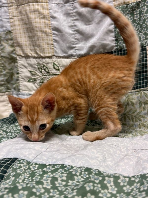 Tree House @PetSmart Walker Rd