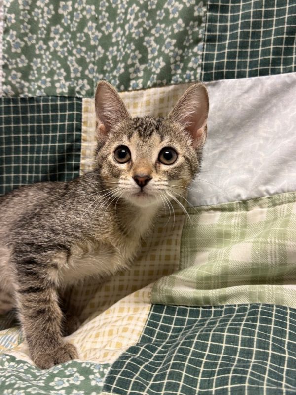 Nopal @PetSmart Tualatin
