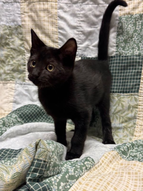 Zampona @PetSmart Walker Rd