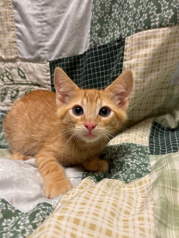 Lento @PetSmart Tualatin