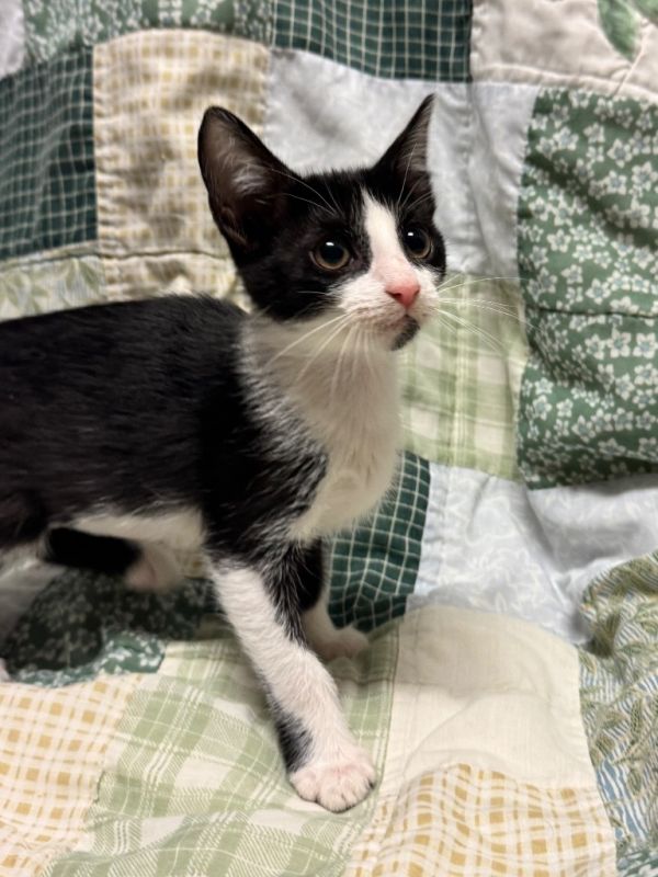 Nori @PetSmart Tualatin