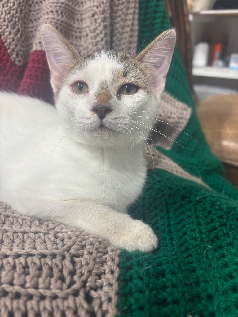 Yahoo, an adoptable Domestic Short Hair in Corpus Christi, TX, 78415 | Photo Image 1