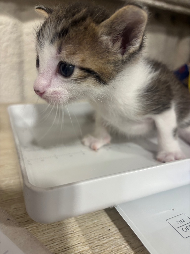 Yahoo, an adoptable Domestic Short Hair in Corpus Christi, TX, 78415 | Photo Image 2