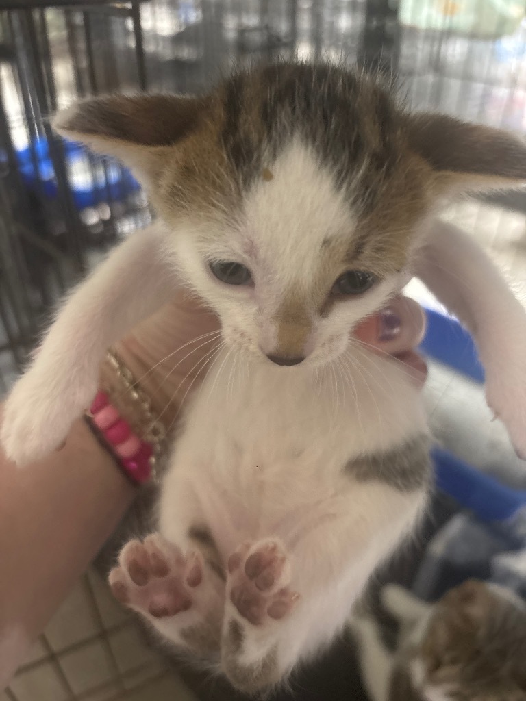 Yahoo, an adoptable Domestic Short Hair in Corpus Christi, TX, 78415 | Photo Image 3