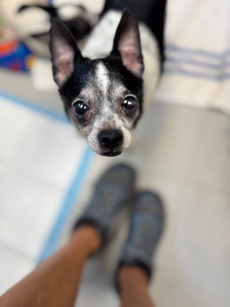 Pumpernickel