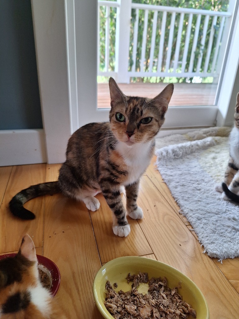 Amaretto