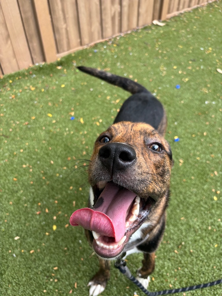 Vader