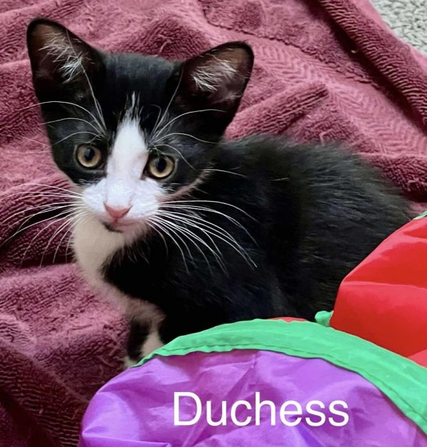 Duchess thumbnail 2