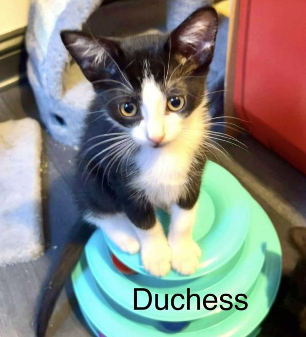 Duchess thumbnail 3
