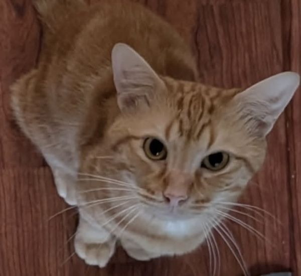 Milo