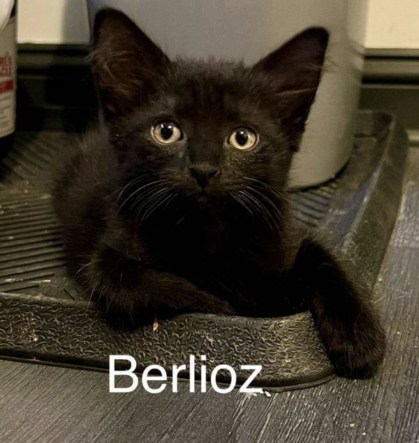 Berlioz