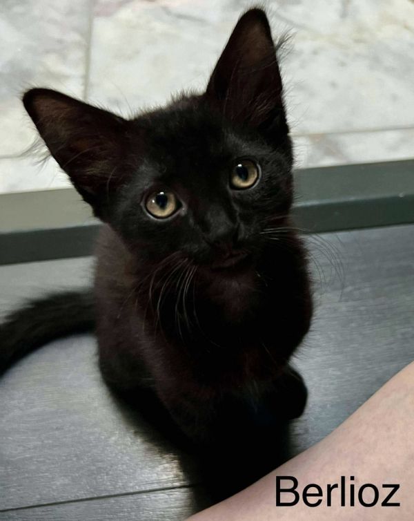 Berlioz thumbnail 2