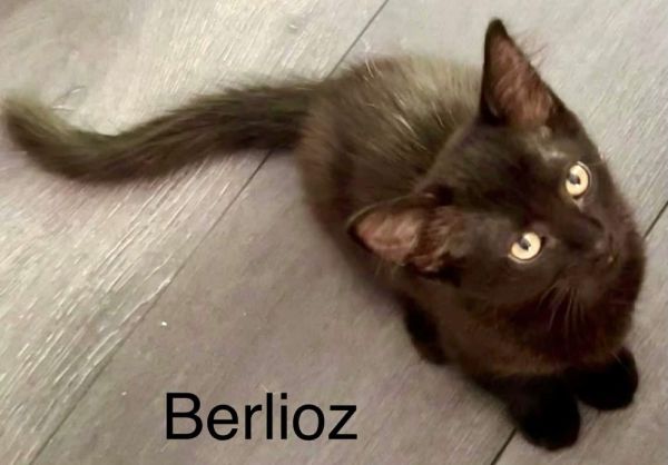 Berlioz thumbnail 3