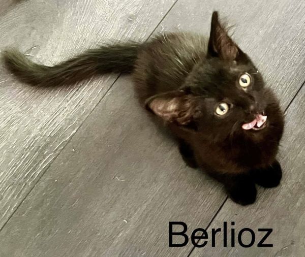 Berlioz thumbnail 5