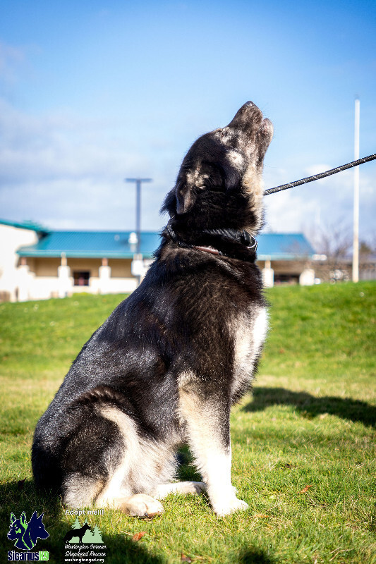 Kodiak
