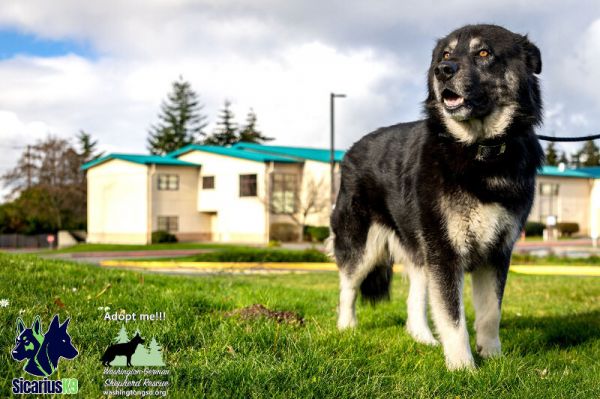 Kodiak thumbnail 3