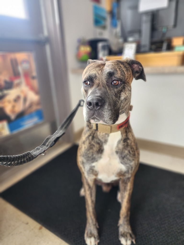 Oso, an adoptable American Bulldog in Green River, WY, 82935 | Photo Image 1