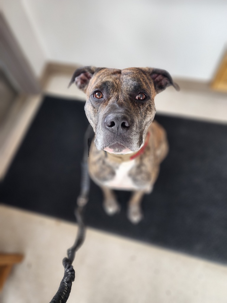 Oso, an adoptable American Bulldog in Green River, WY, 82935 | Photo Image 2