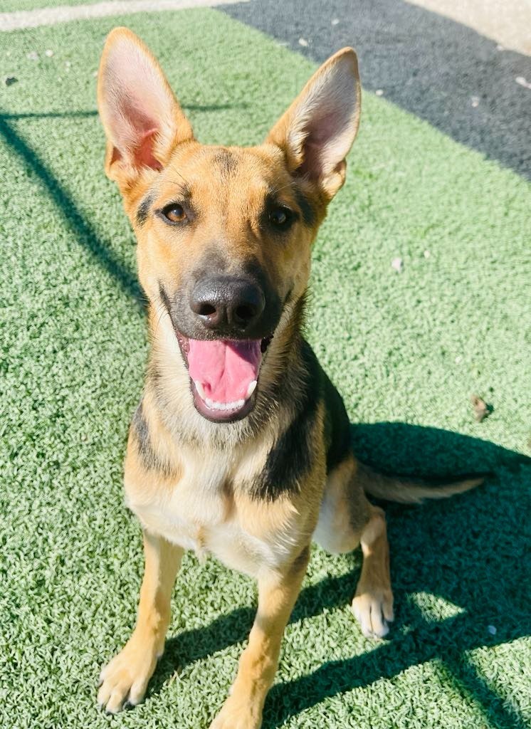 Sissy, an adoptable German Shepherd Dog, Mixed Breed in Green River, WY, 82935 | Photo Image 1