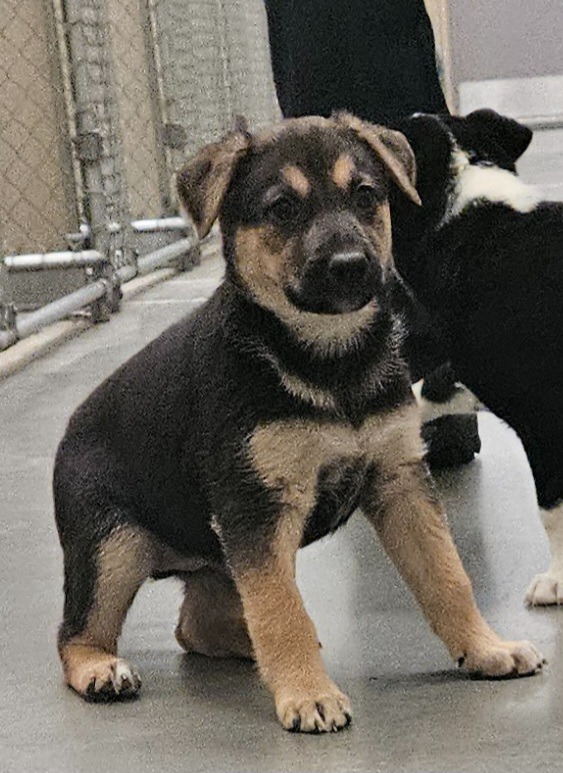 Sissy, an adoptable German Shepherd Dog, Mixed Breed in Green River, WY, 82935 | Photo Image 2