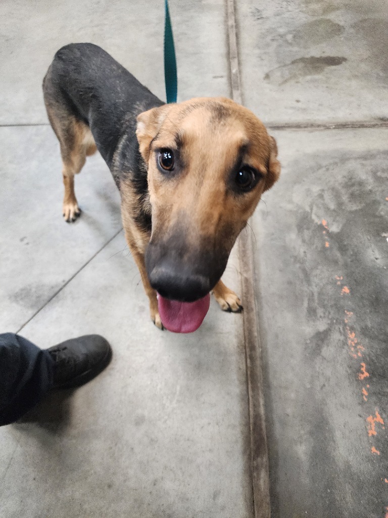 Sissy, an adoptable German Shepherd Dog, Mixed Breed in Green River, WY, 82935 | Photo Image 4