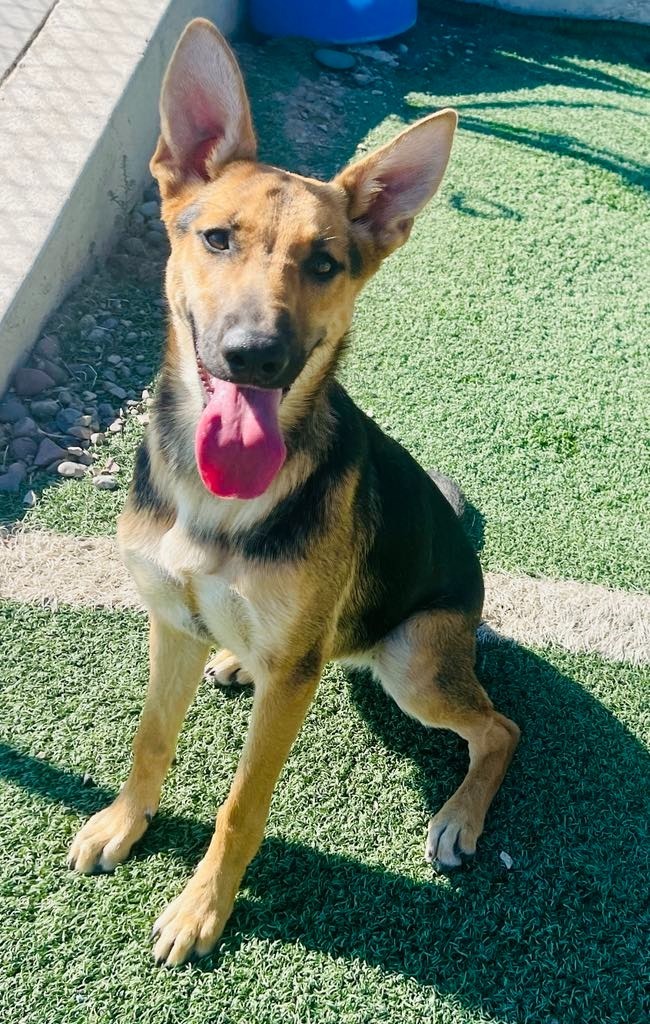 Sissy, an adoptable German Shepherd Dog, Mixed Breed in Green River, WY, 82935 | Photo Image 5