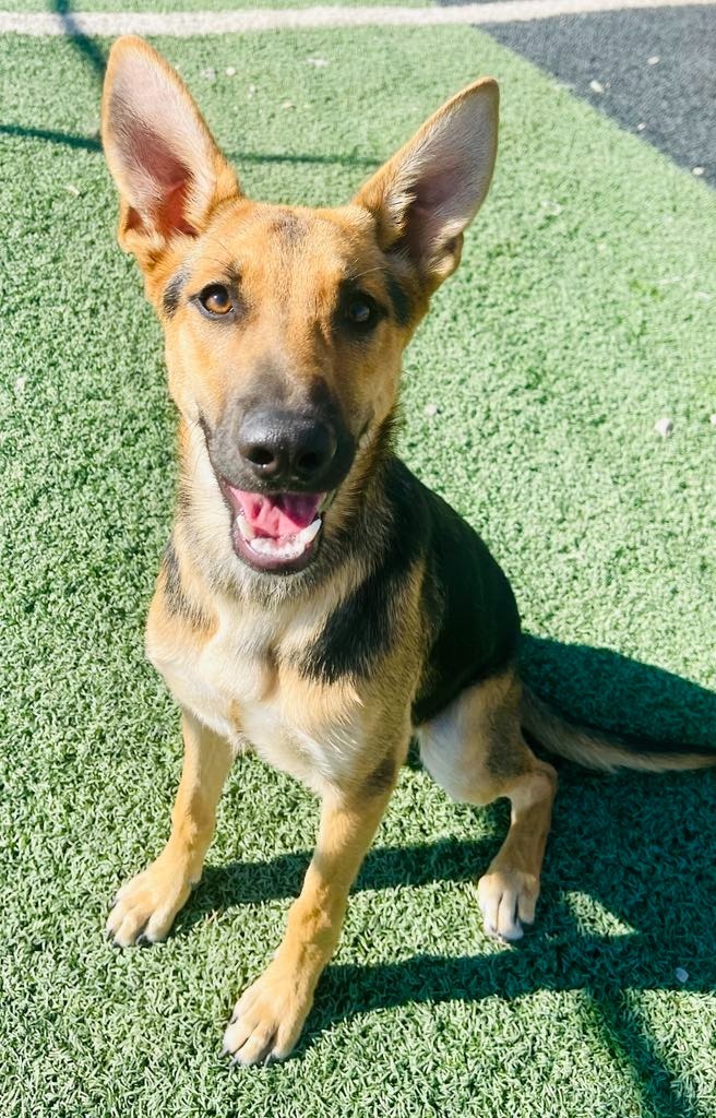 Sissy, an adoptable German Shepherd Dog, Mixed Breed in Green River, WY, 82935 | Photo Image 6