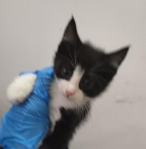 Jeeves (Nermal K4)