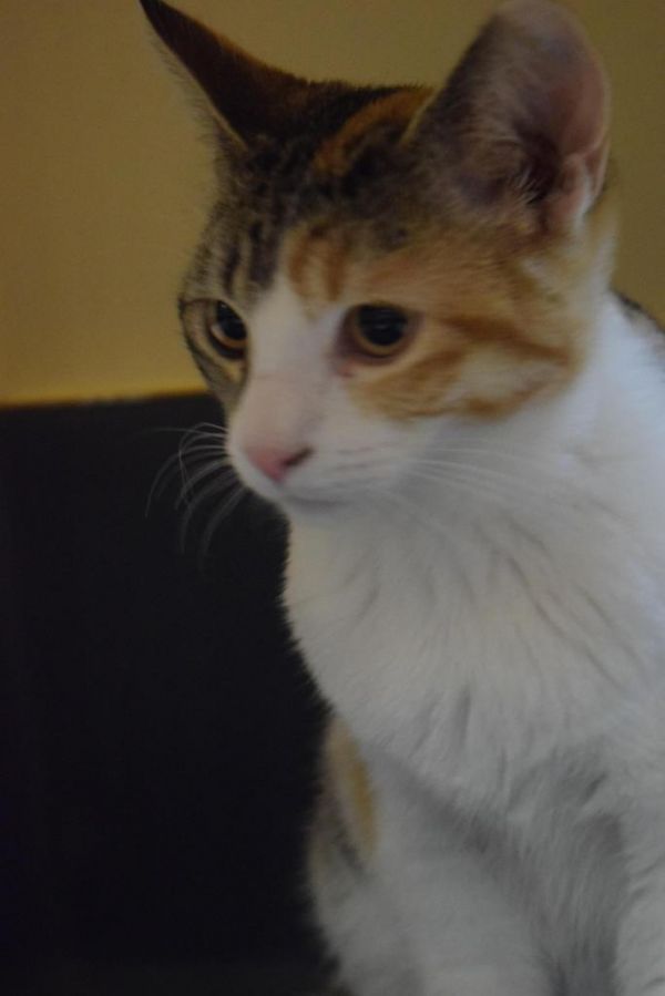 Mochi (Calypso) (Tonya K2)