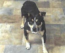 Jamie (A115175)