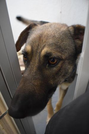 Rex (A057446)