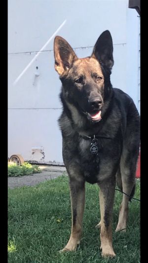 Zeke