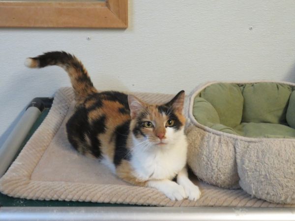 Penelope