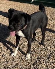 Charles, an adoptable Mixed Breed in Hot Springs, SD, 57747 | Photo Image 1