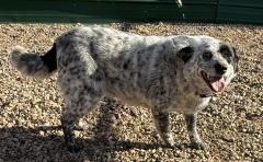 Molly, an adoptable Australian Cattle Dog / Blue Heeler in Hot Springs, SD, 57747 | Photo Image 1