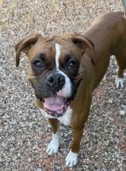 Lady, an adoptable Boxer in Hot Springs, SD, 57747 | Photo Image 1