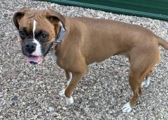 Lady, an adoptable Boxer in Hot Springs, SD, 57747 | Photo Image 2