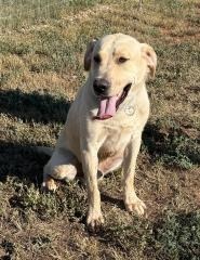 Megatron, an adoptable Labrador Retriever in Hot Springs, SD, 57747 | Photo Image 1
