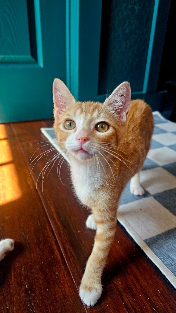 Simba