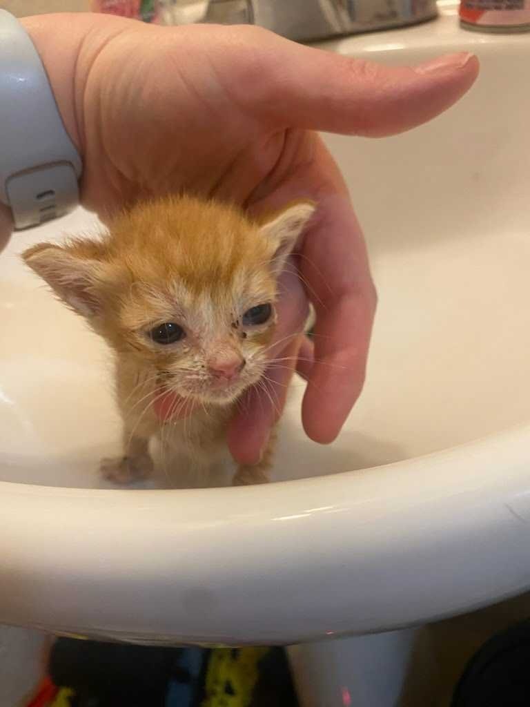 Simba