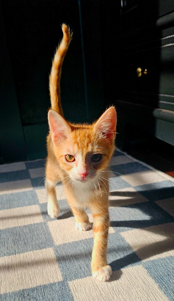 Simba