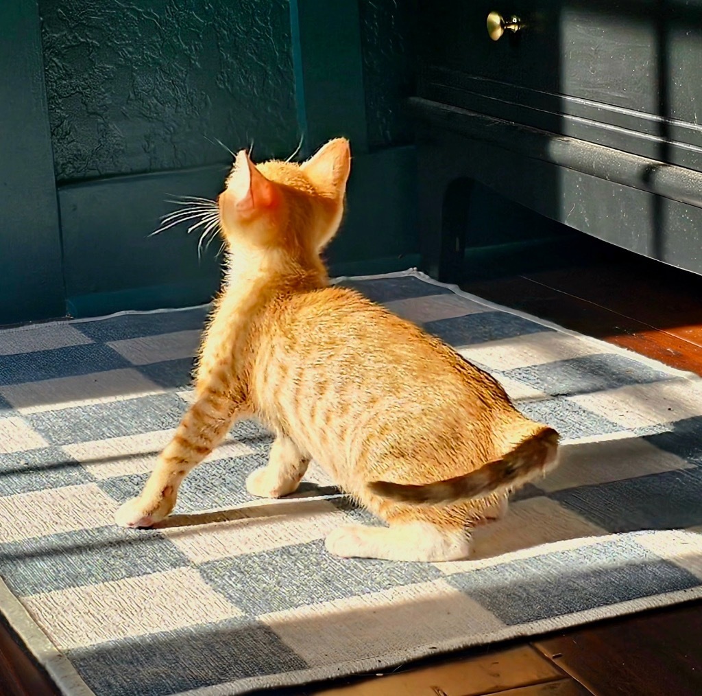 Simba
