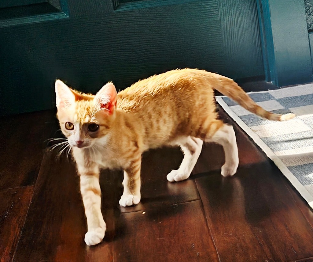 Simba