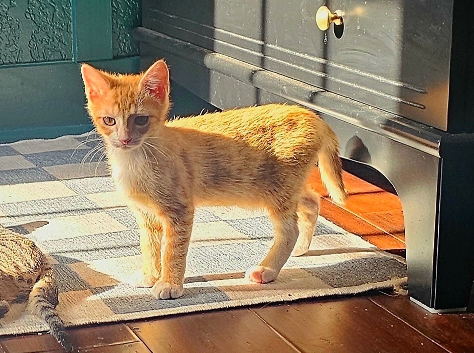 Simba