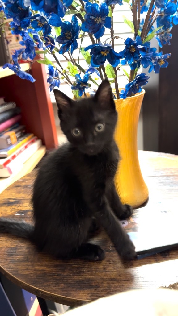 Panther