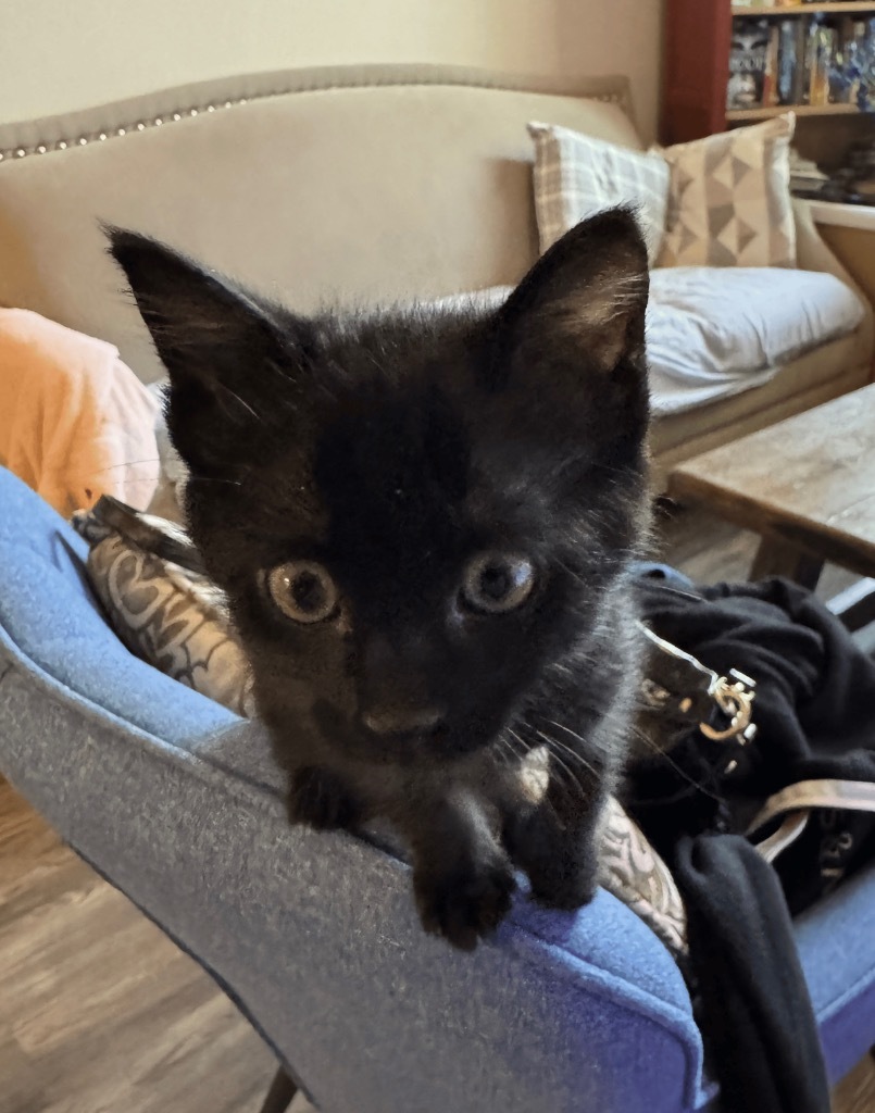 Panther