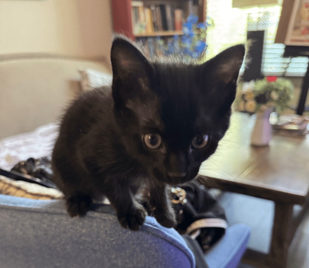 Panther