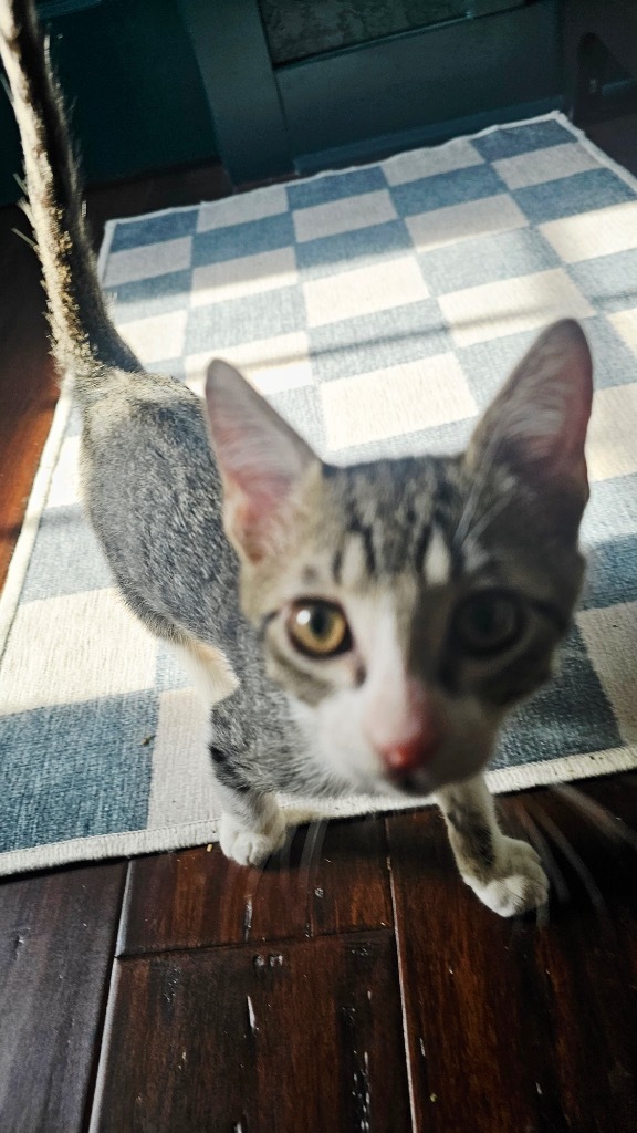 Pumba