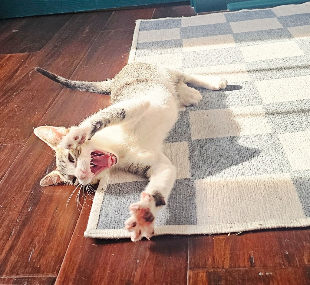 Pumba